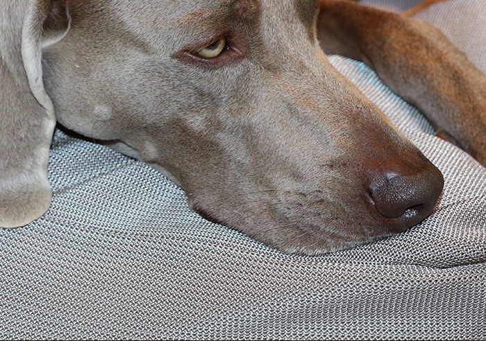 Santé du chien